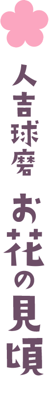 お花のみどころ